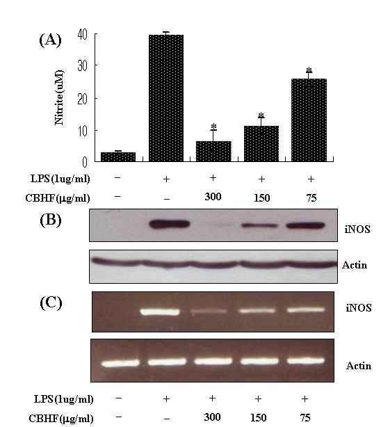 Effect CBHF on LPS-induced NO, iNOS protein and mRNA expression