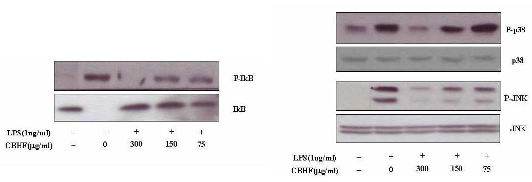 Effect of CBHF on IκB, p38 and JNK activation in LPS-induced RAW 264.7 macrophage cells