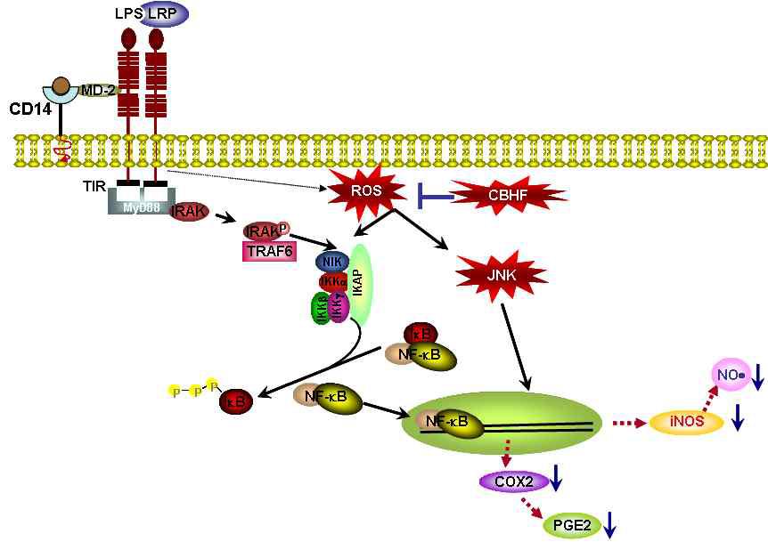Ani-inflammatory signal mechanism by CBHF