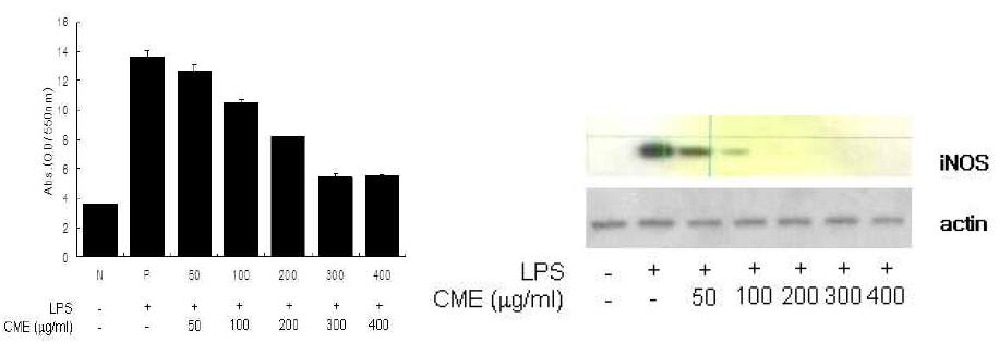 LPS로 유도된 대식세포에 대한 번데기동충하초 에탄올 추출물의 (a) NO와 (b) iNOS 억제효과
