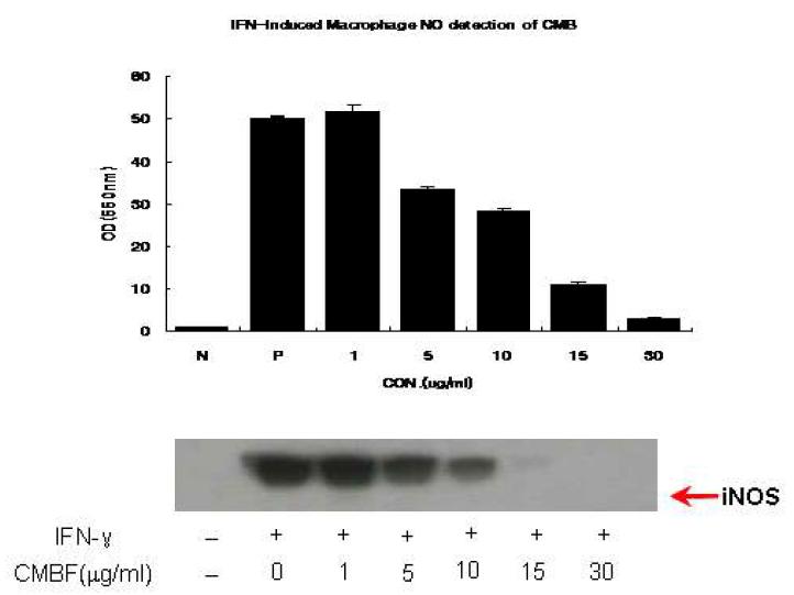 IFN-γ로 유도된 대식세포에 대한 Cordyceps militaris Butanol(CMB)