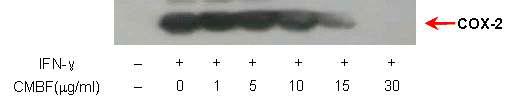 IFN-γ로 유도된 대식세포에 대한 Cordyceps militaris Butanol(CMB) Fraction의 COX-2 억제효과