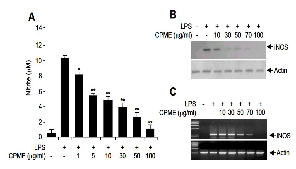 Effects of CPME on NO production and iNOS gene expression.