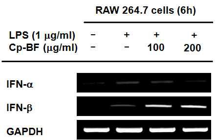 RAW 264.7 cell line에서 Cp-BF의 염증관련 단백질 mRNA 발현 평가