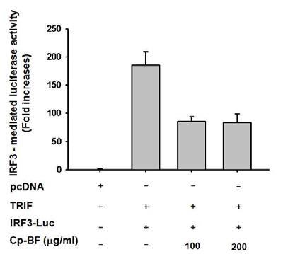 TRIF 유래 luciferase activity