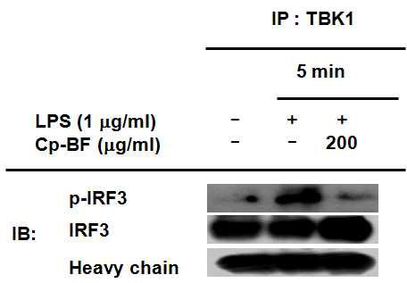 Immunoprecipitation법을 이용한 항염효능평가