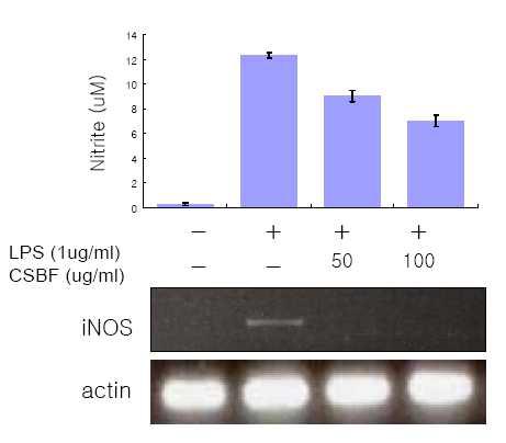 Inhibition of Cordyceps scarabaeicola(CS) Bu-OH fraction on LPS- induced actin and iNOS mRNA expression