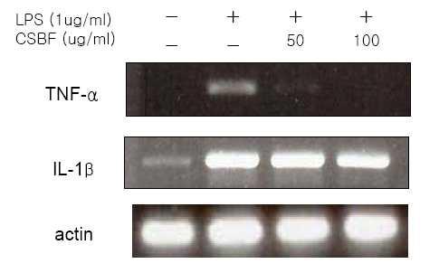 Effect of CSBF on LPS-induced IL-1β and TNF-α mRNA expression