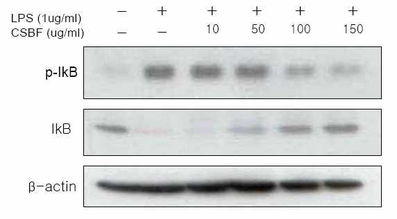 LPS-mediated phosphorylation of IκBα