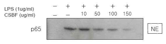 LPS-mediated phosphorylation of nuclear translocation NFκB p65