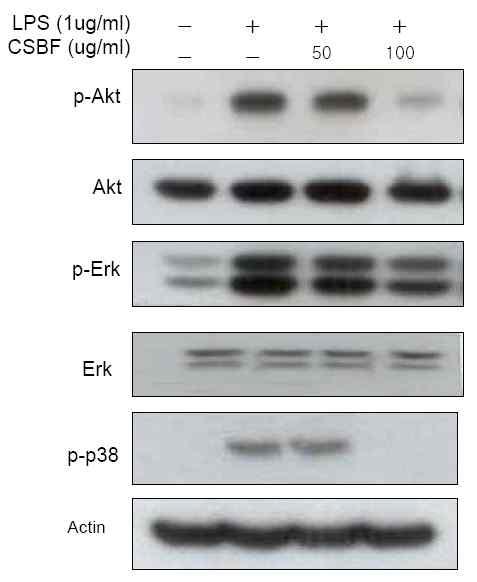 Activation of Akt, Erk and p38 in Raw 264.7 macrophage a