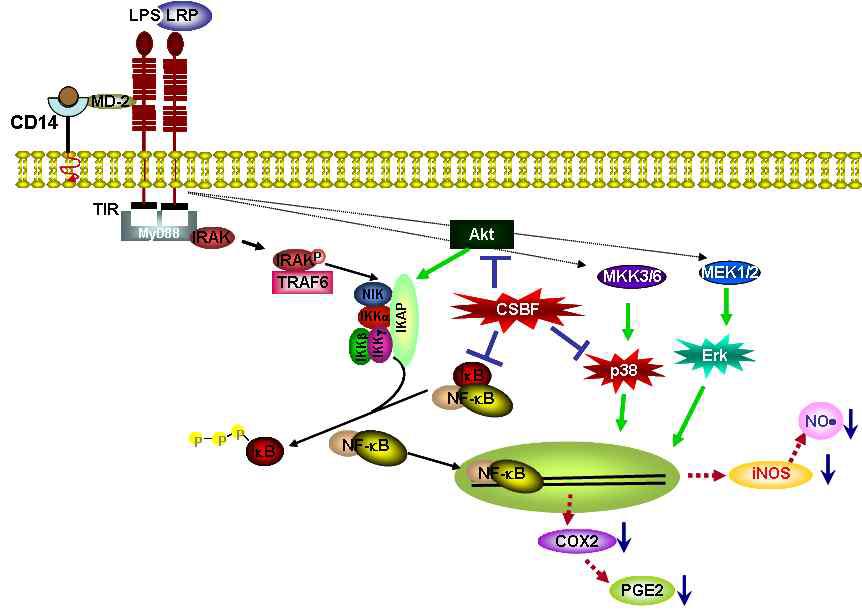 signal pathway of Cordyceps scarabaeicola(CS) Bu-OH fraction on LPS-induced Raw 264.7 macrophage cell line.