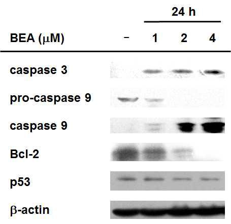 Beauvericin에 의한 세포자살 유도단백질의 양 변화