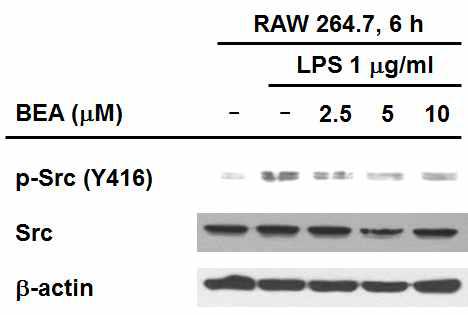 염증세포에서 Beauvericin에 의한 Src kinase의 activity 변화