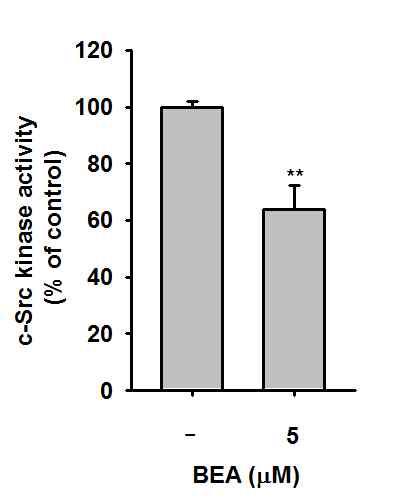 in vitro에서 Beauvericin에 의한 Src kinase의 activity 변화