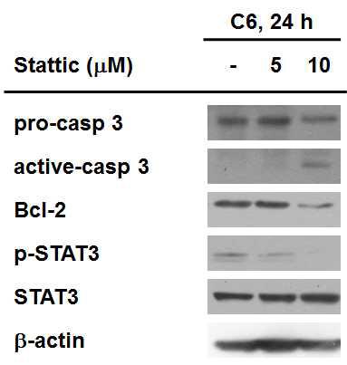 Stattic에 의한 세포자살 관련 단백질의 양 변화