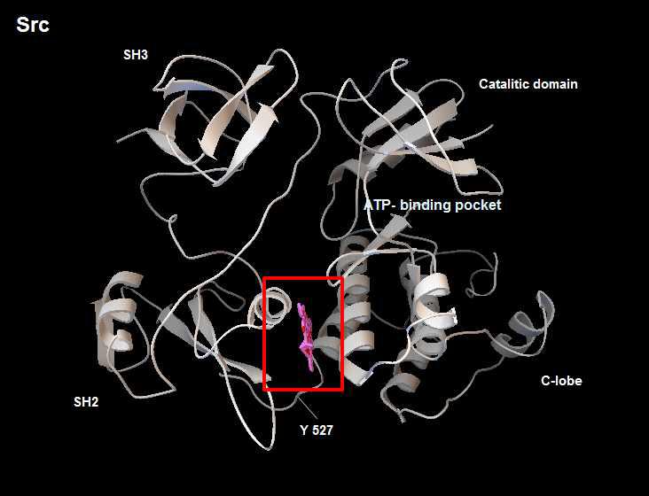 Beauvericin의 Src kinase에 대한 binding site