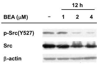 Beauvericin에 의한 Src 단백질의 비활성형 인산화 변화