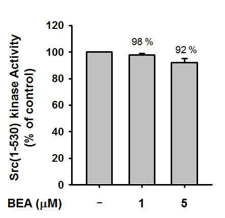 in vitro에서 Src (1~530) 단백질의 Beauvericin에 의한 활성 변화