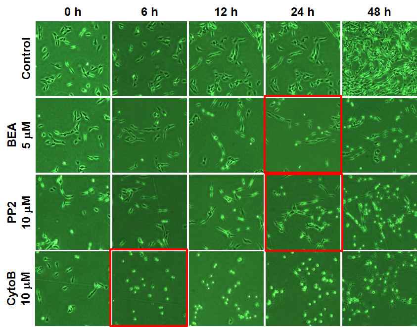 Beauvericin, PP2, Cytochalasin B에 의한 세포형태 변화 관찰