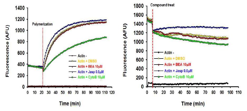 Beauvericin에 의한 Actin의 중합 및 분해의 영향