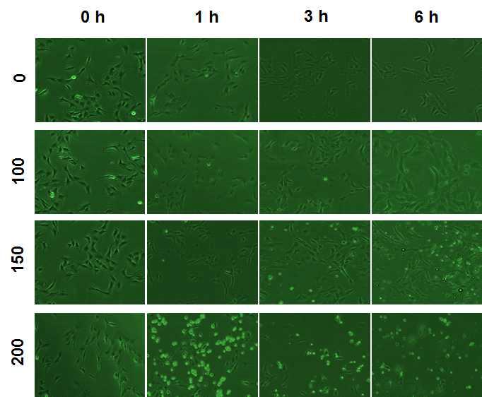 4-isopropyl-2-1(1-phenylethyl) aniline에 의한 C6 cell의 형태 변화