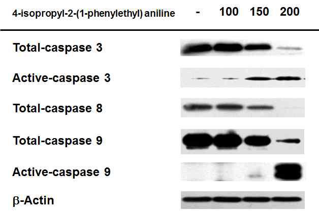 4-isopropyl-2-1(1-phenylethyl) aniline에 의한 세포자살 유도단백질의 양 변화