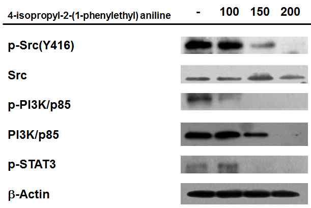 4-isopropyl-2-1(1-phenylethyl) aniline 의한 생존 신호전달의 activity 변화