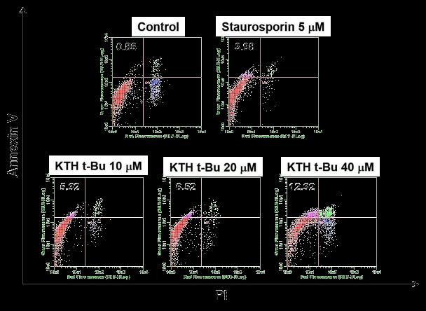 KTH-13-t-Bu의 Apoptosis 유발