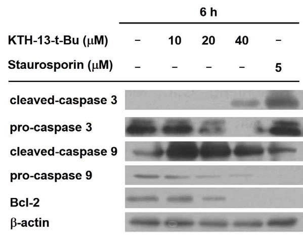 KTH-13-t-Bu의 Apoptosis연관 단백질의 발현 조절