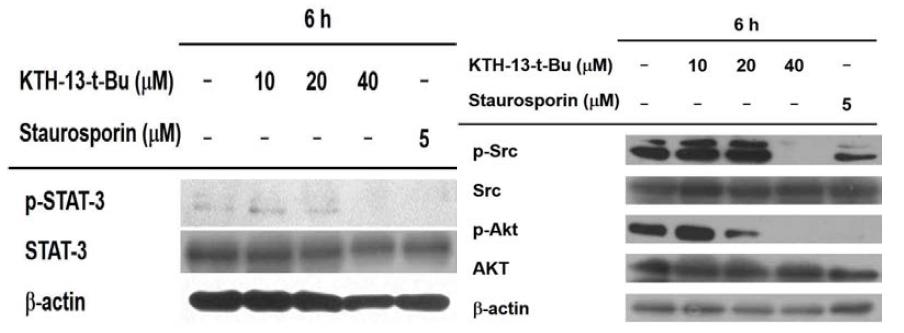 KTH-13-t-Bu의 Apoptosis연관 상위 단백질의 발현 조절