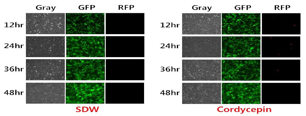 Cordycepin에 의한 KSHV의 잠복감염의 저해 및 Lytic reactivation 유도 분석