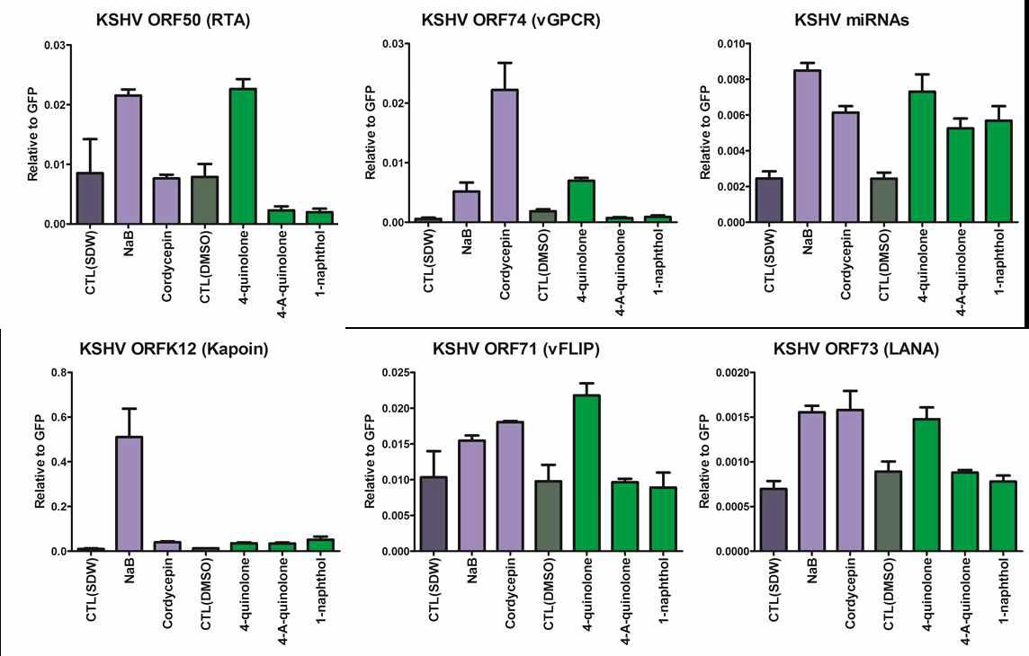 Real-Time qPCR에 의한 Gene expression 분석