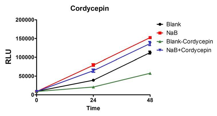 Cordycepin의 Apoptosis 유도 능력 분석