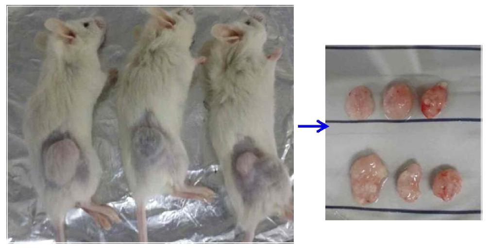 SNU719 cells(3x106 cells /mouse)를 NOD/SCID 마우스에 피하로 투입하여 종양을 유도함.