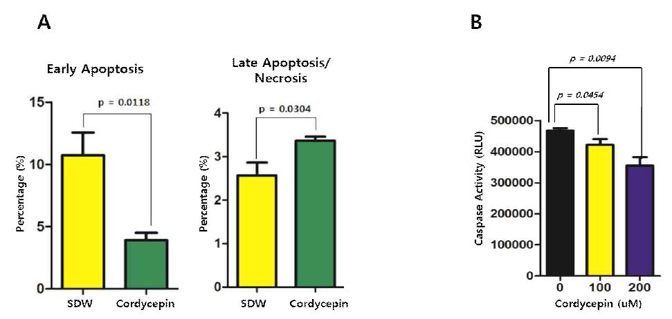 Cordycepin의 SNU719세포에 대한 세포사멸, 세포괴사유도성 분석