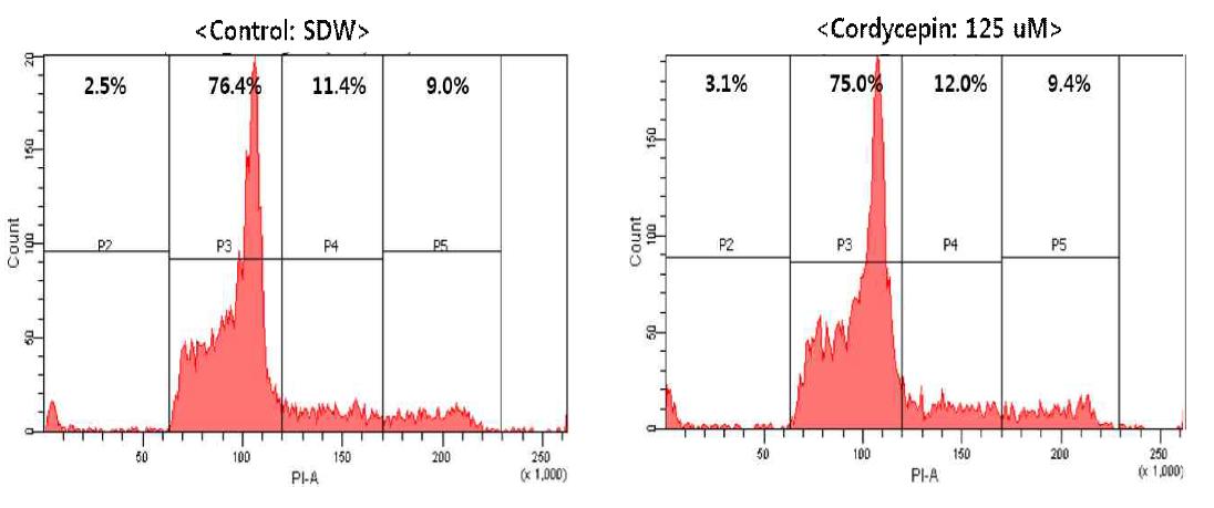 Cordycepin의 SNU719 세포주기에 대한 영향 분석