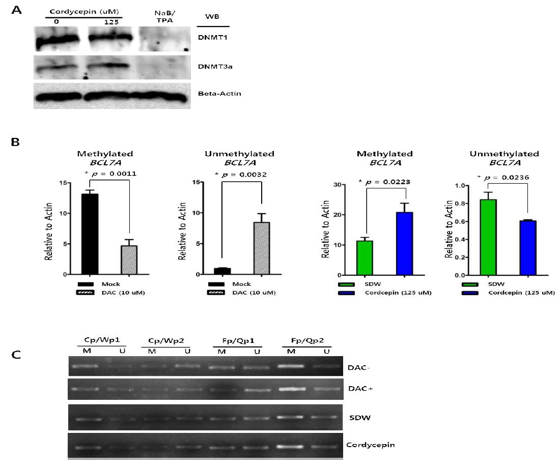 Cordycepin의 SNU719세포주에 대한 methylation의 영향분석