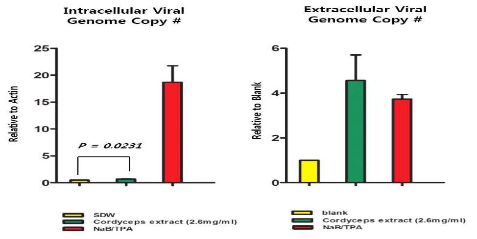 동충하초 추출물 처리(2.6 mg/ml)에 의한 SNU719 내의 EBV genome copy number 증가/감소 양상 조사.