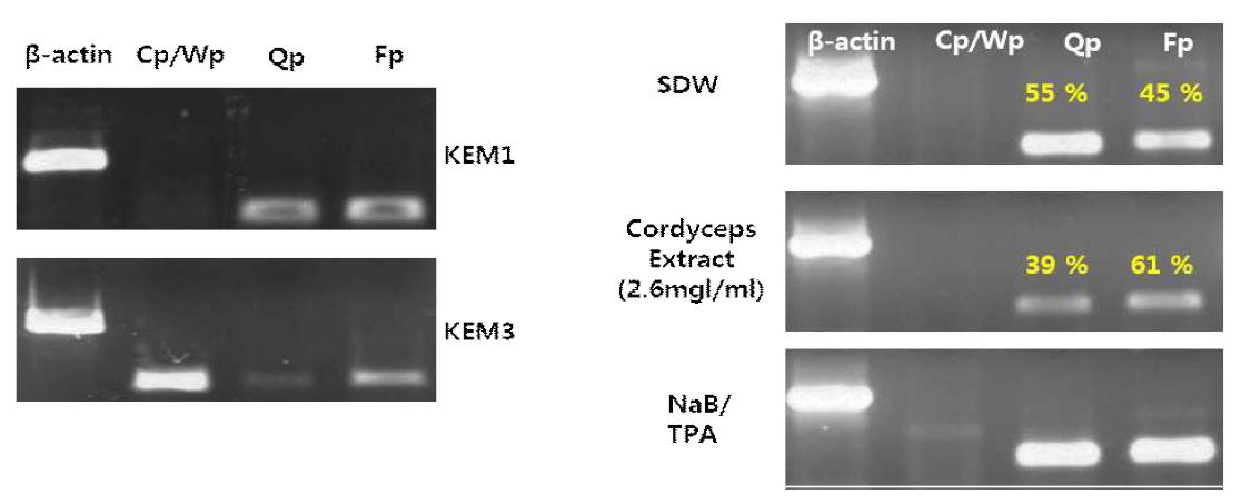 동충하초 추출물 처리(2.6 mg/ml)에 의한 SNU719 내의 EBV promoter activity의 활성 변화 양상 조사.