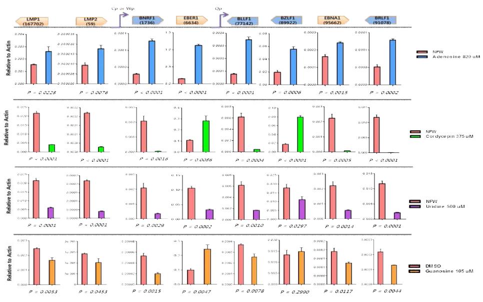 동충하초 추출물 유래의 단일성분들 (adenosine, cordycepin, uridine, guanosine)의 EBV 유전자 전사에 대한 영향 분석.