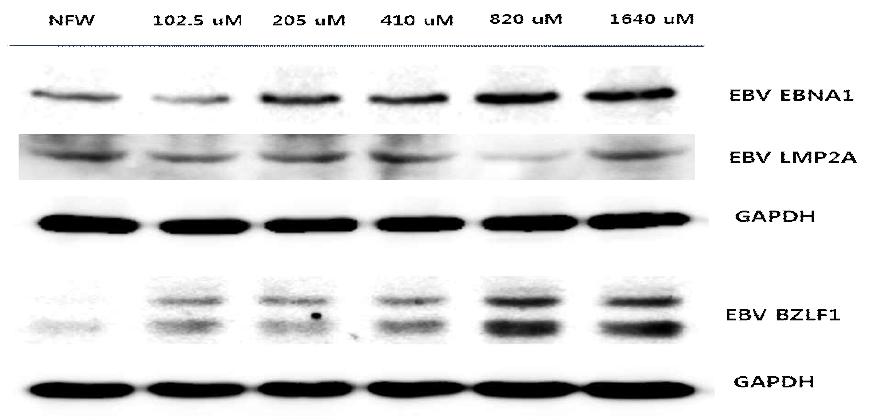 Adenosine의 농도별 EBV 단백질 발현에 대한 영향 분석.