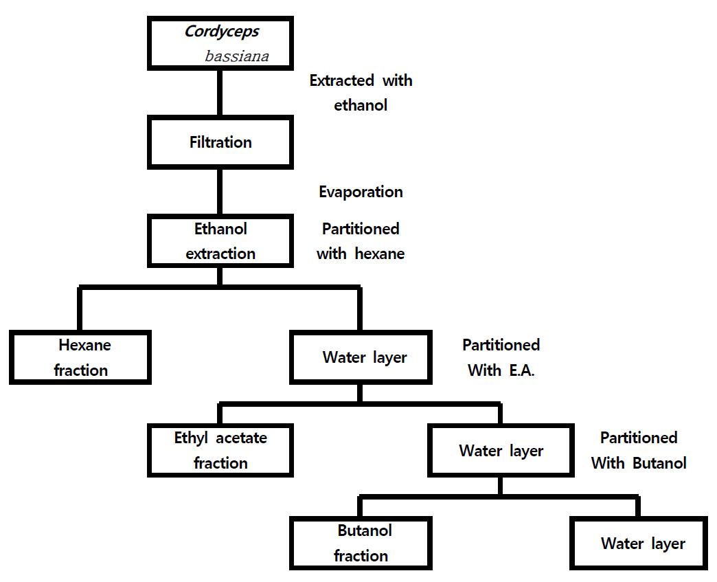 노랑다발동충하초(Cordyceps bassiana)의 추출 및 정제 방법.