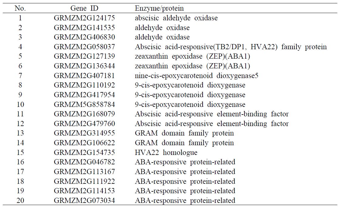 옥수수의 ABA 생합성 관련 유전자