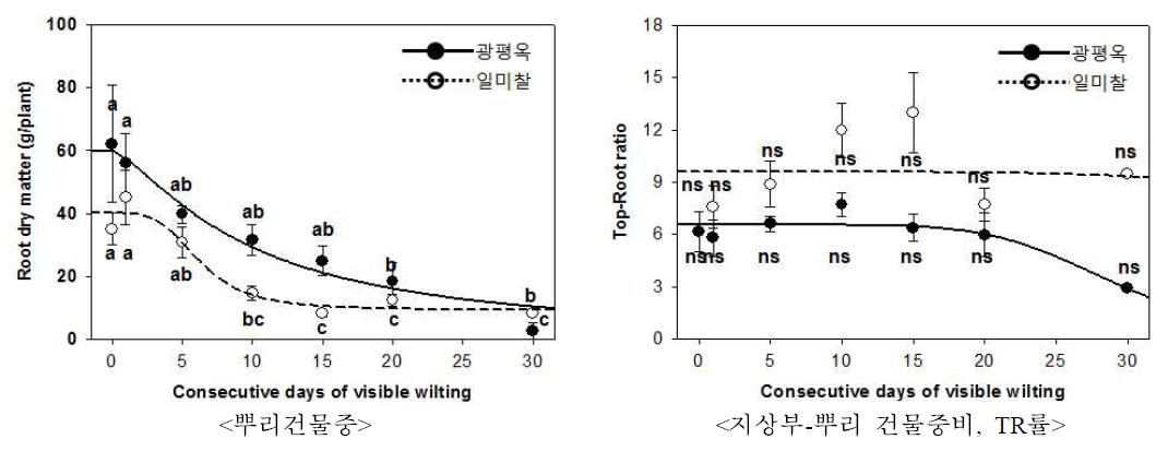 유수형성기 한발증상지속일수에 따른 옥수수 뿌리 건물중 축적과 TR률 변화