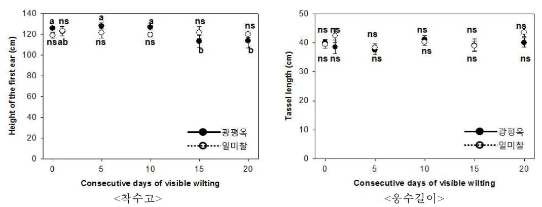 개화기 한발증상지속일수에 따른 옥수수 착수고와 웅수길이 변화