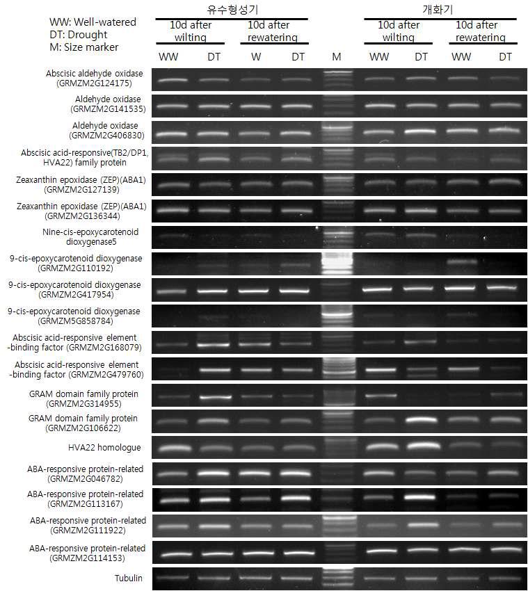 유수형성기와 개화기 한발에 의한 일미찰 뿌리의 ABA 합성 관련 유전자 발현 양상