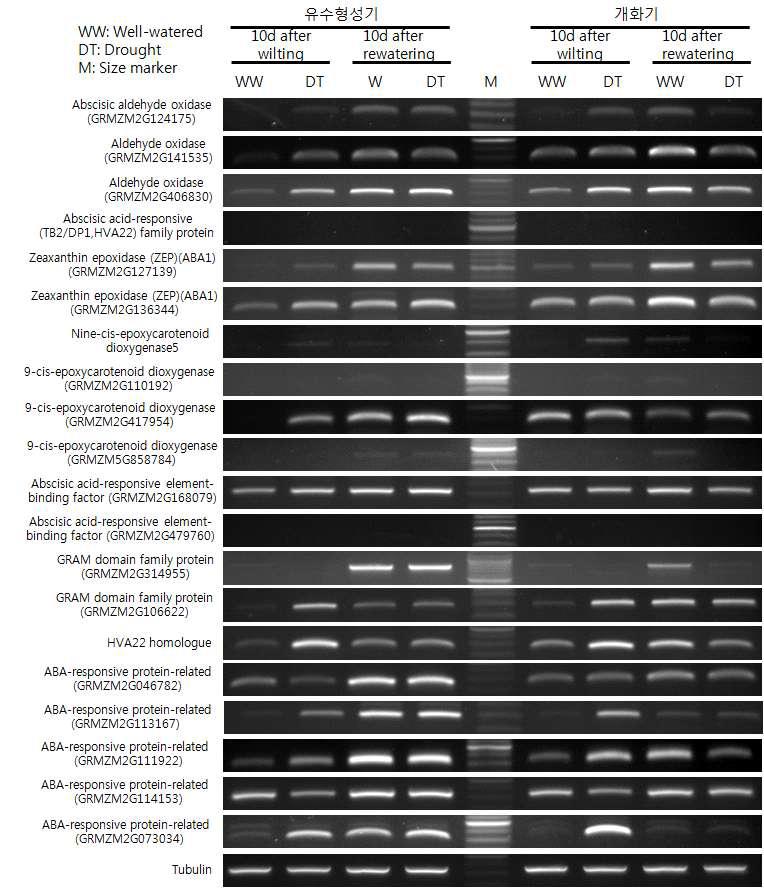 유수형성기와 개화기 한발에 의한 광평옥 뿌리의 ABA 합성 관련 유전자 발현 양상