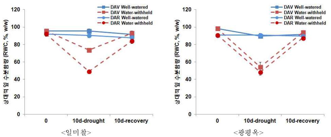 유수형성기와 개화기 한발에 의한 RWC 변화