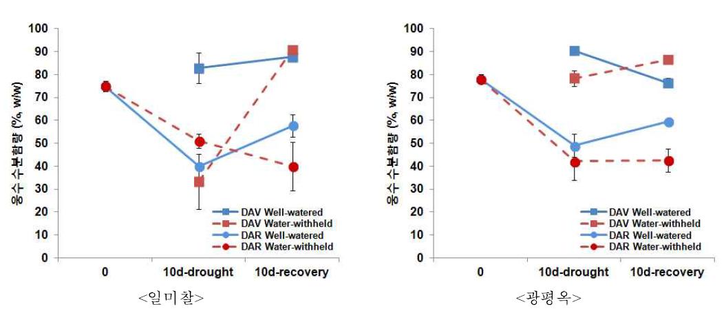 유수형성기와 개화기 한발에 의한 웅수의 수분함량 변화